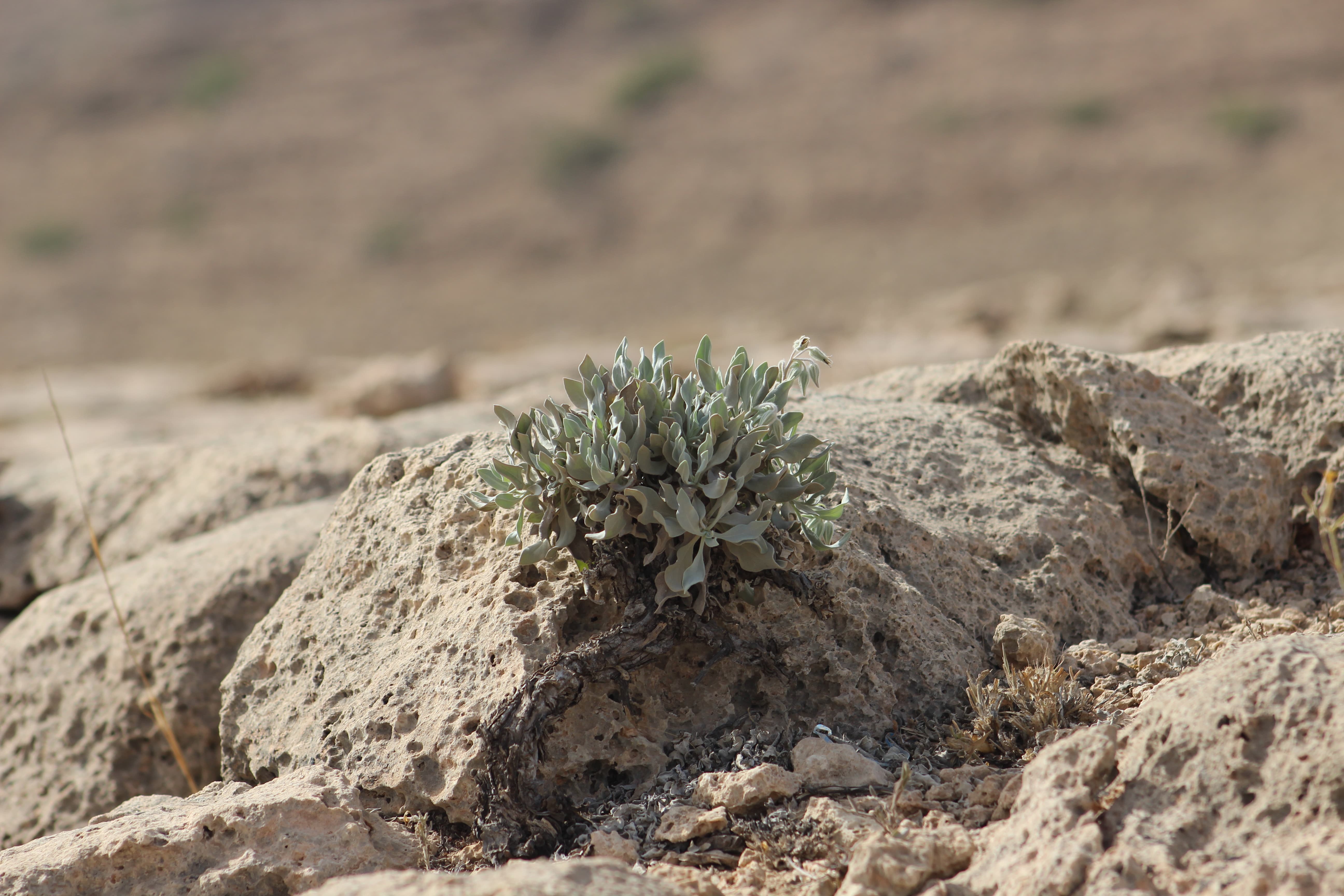 Plant Image